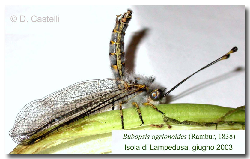 Bubopsis agrionoides (Planipennia, Ascalaphidae) a Lampedusa